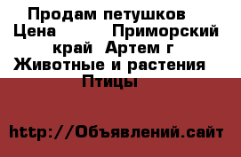 Продам петушков. › Цена ­ 300 - Приморский край, Артем г. Животные и растения » Птицы   